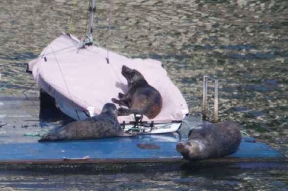 29 April 2023 - 15:25:10
----------------
Seals in the river Dart, Dartmouth